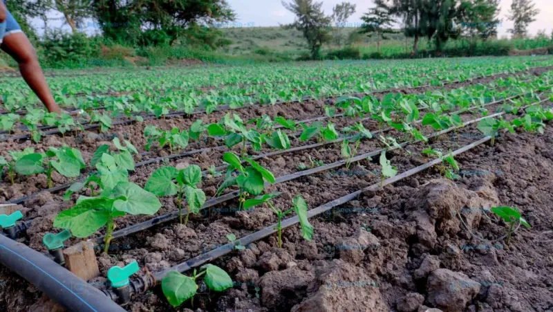 Irrigation Creates Higher Water Content