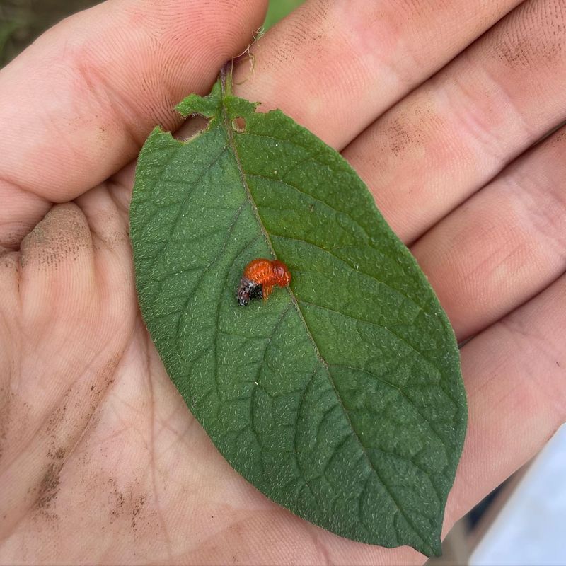 Colorado Potato Beetles
