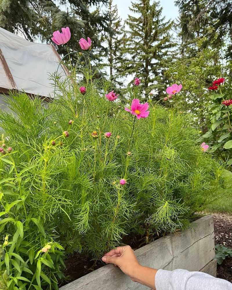 Floppy Cosmos