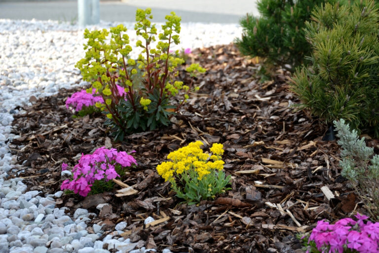 low-sized pine and yellow perennial flowers (featured image)