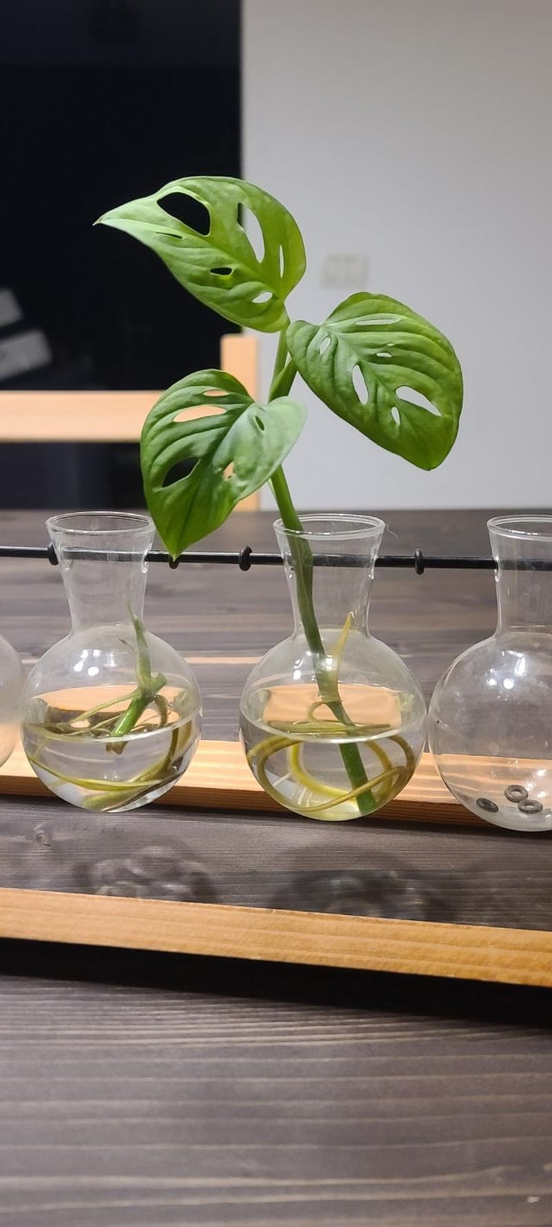 Start With Cuttings From Neighbors
