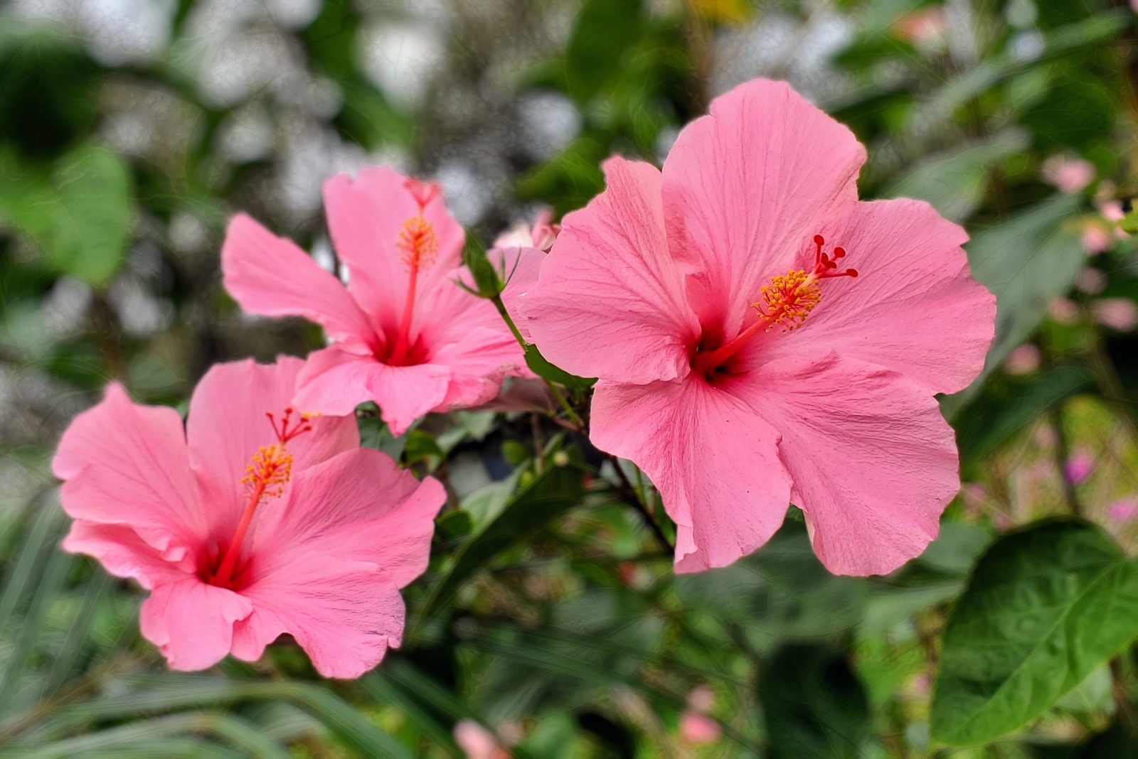 Florida Backyard Gardening Savings On Tropical Plants, Mulch, And Pest Control