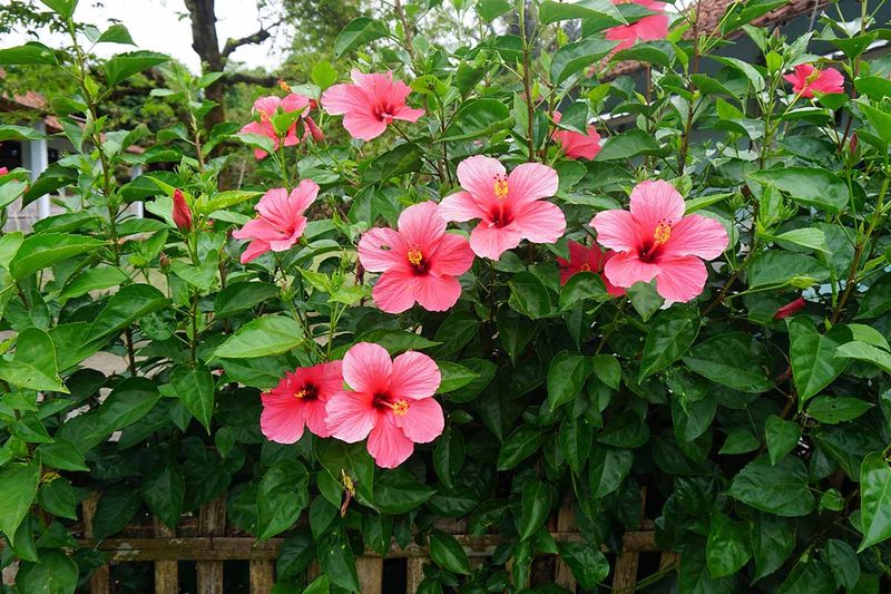 Propagate Your Own Tropical Beauties