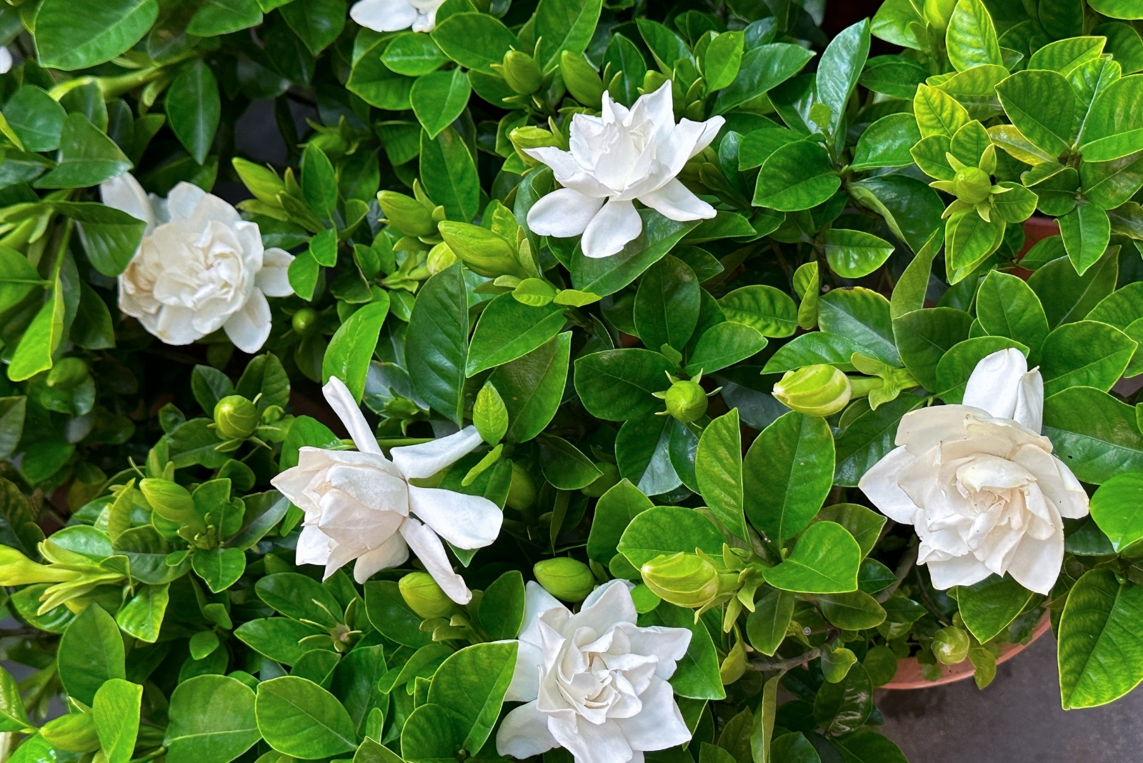 Florida Fragrance Path With Gardenia, Mint, And Other Aromatic Plants