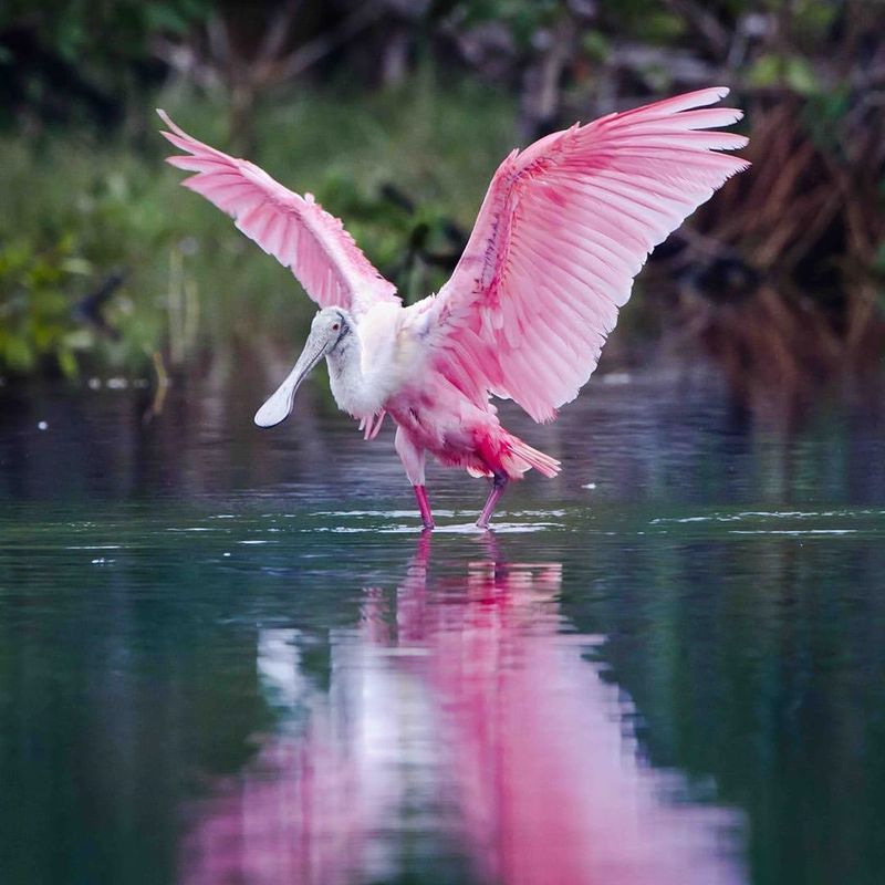 Roseate Spoonbill