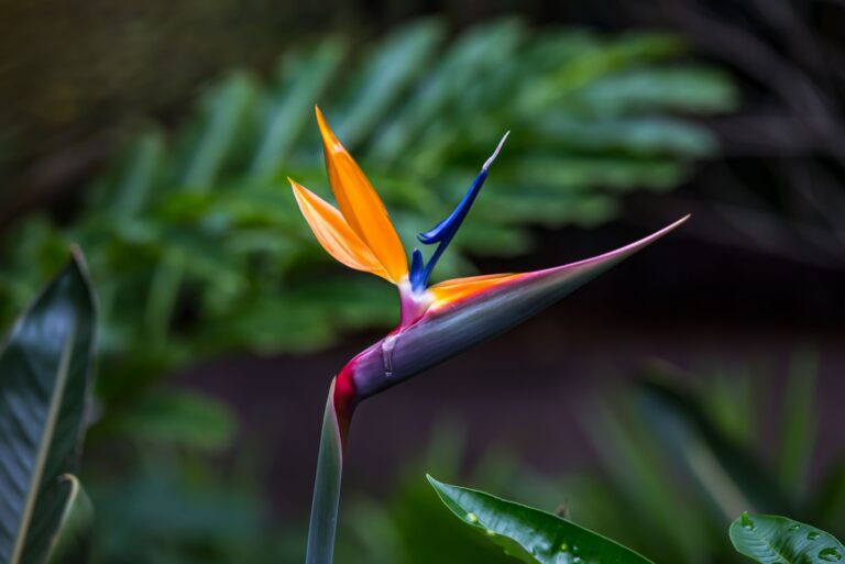 bird of paradise plant