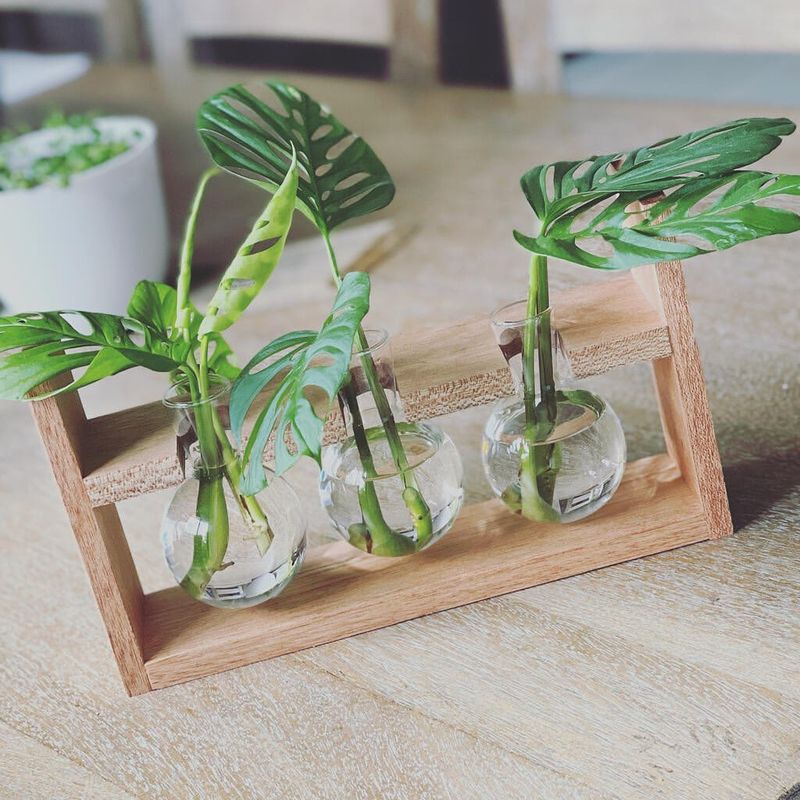 Grow Your Own From Cuttings