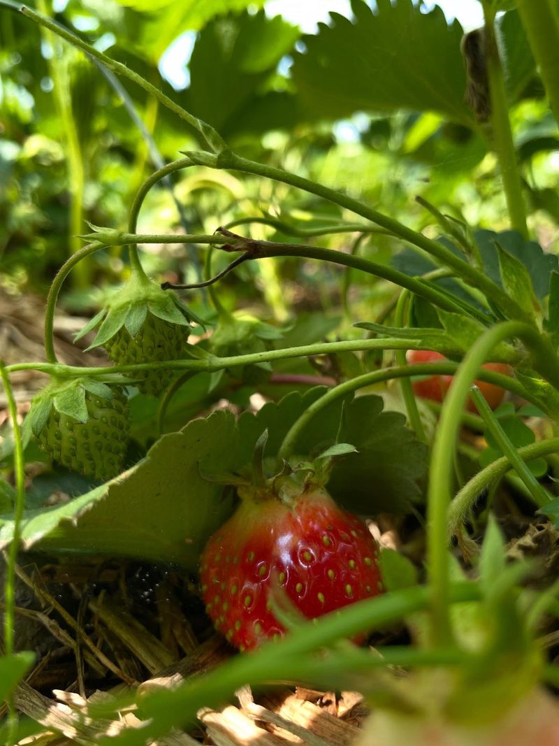 Berries That Mark The Changing Seasons