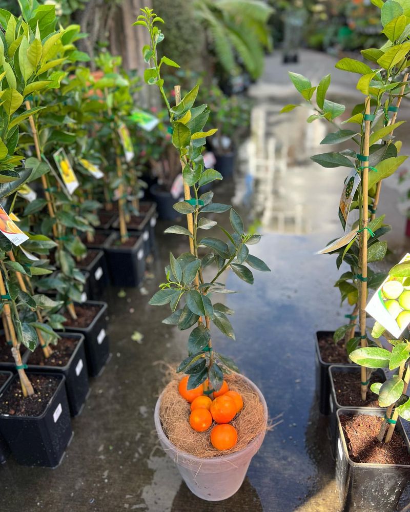 Miniature Citrus Trees