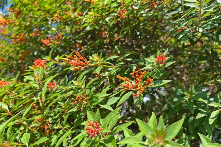 Texas Firecracker Bush