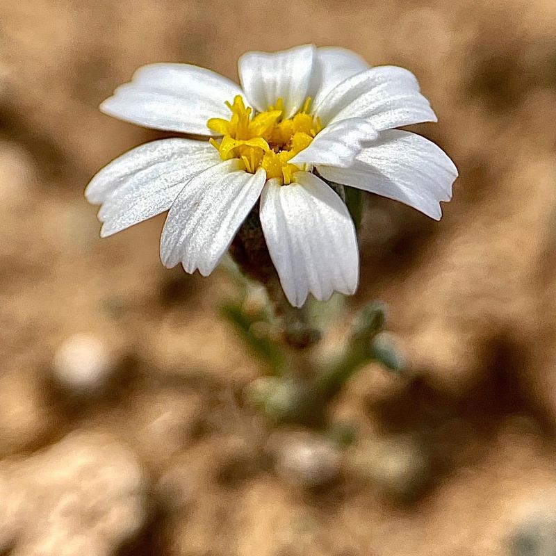 Desert Marigold: The Sunshine Survivor