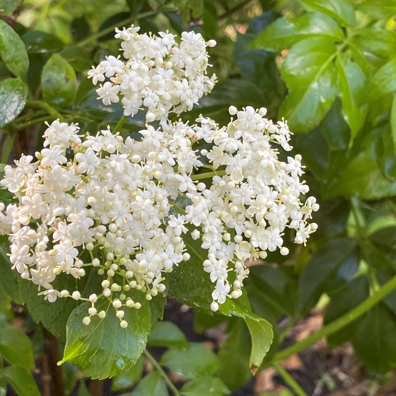 Elderberry (Sambucus canadensis)