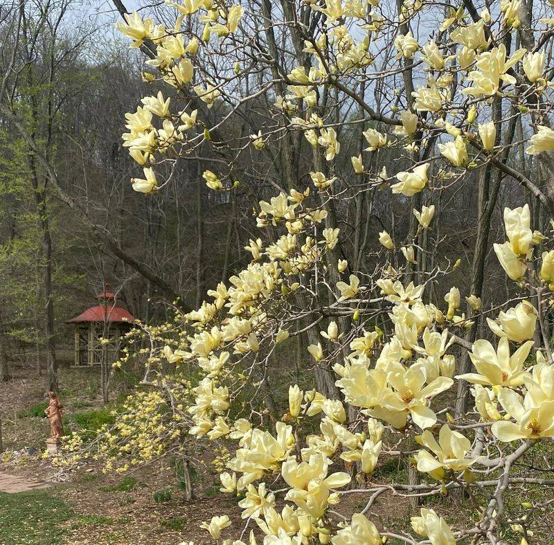 Magnolia Grove