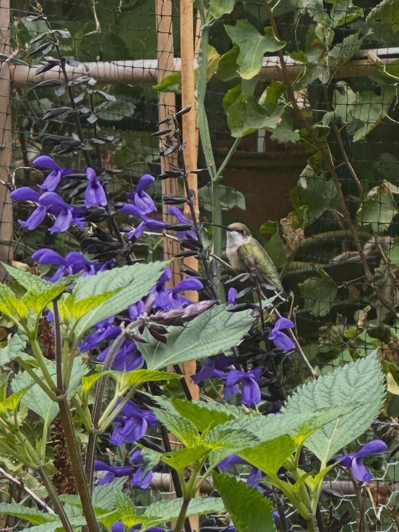 Black and Blue Salvia