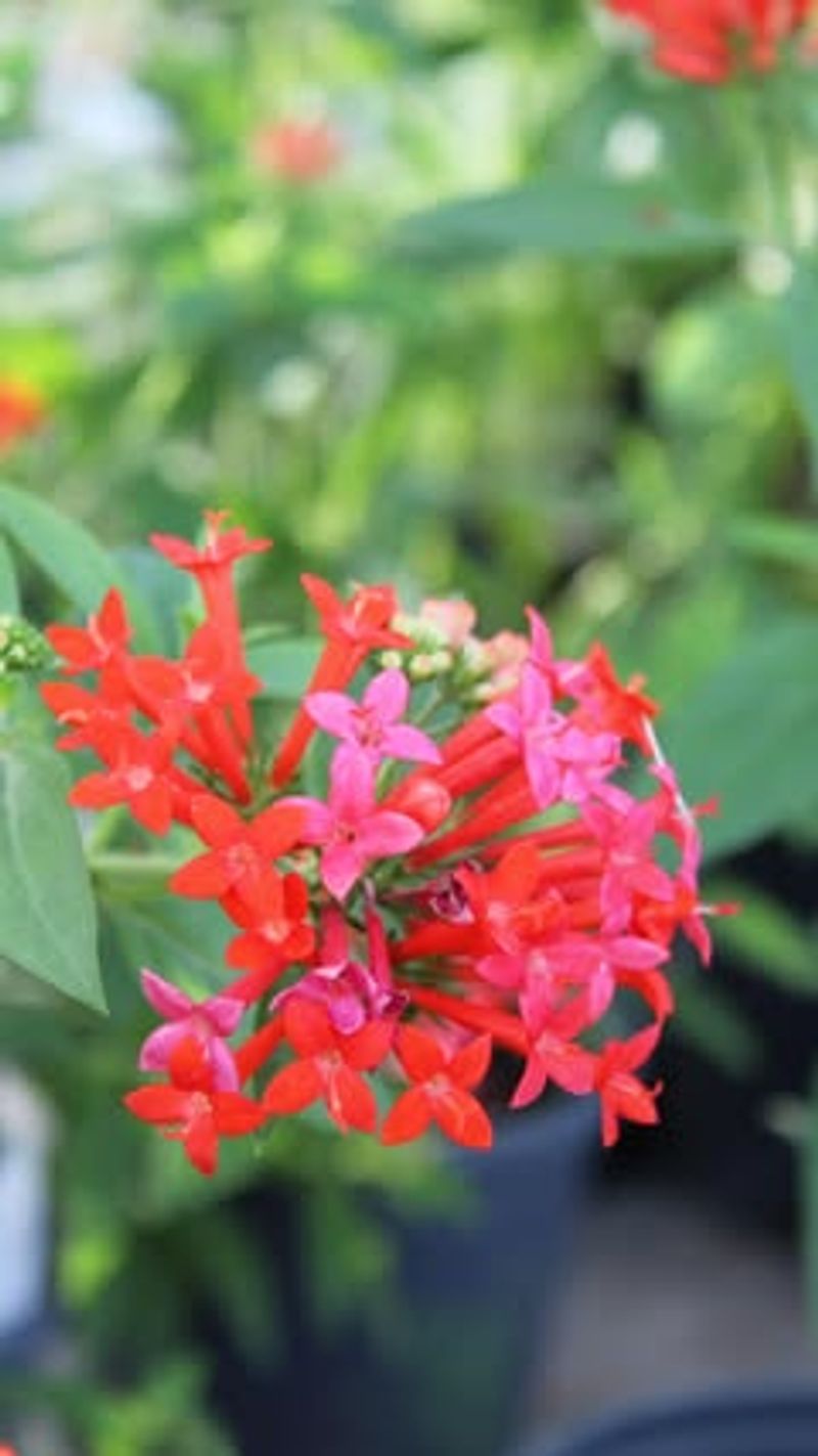 Scarlet Bush
