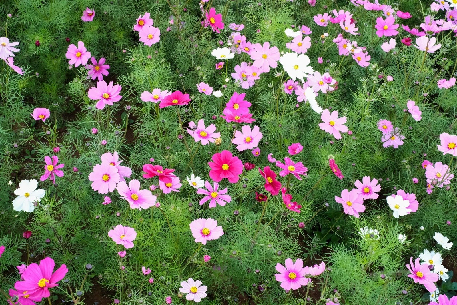 Flowers That Bloom In Just 30 Days In North Carolina