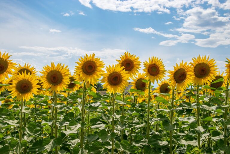 field with blooming yellow sunflowers