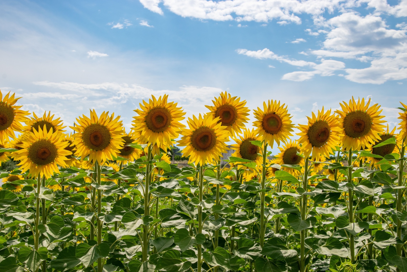 Flowers That Inspired Famous Works Of Art Grown In California