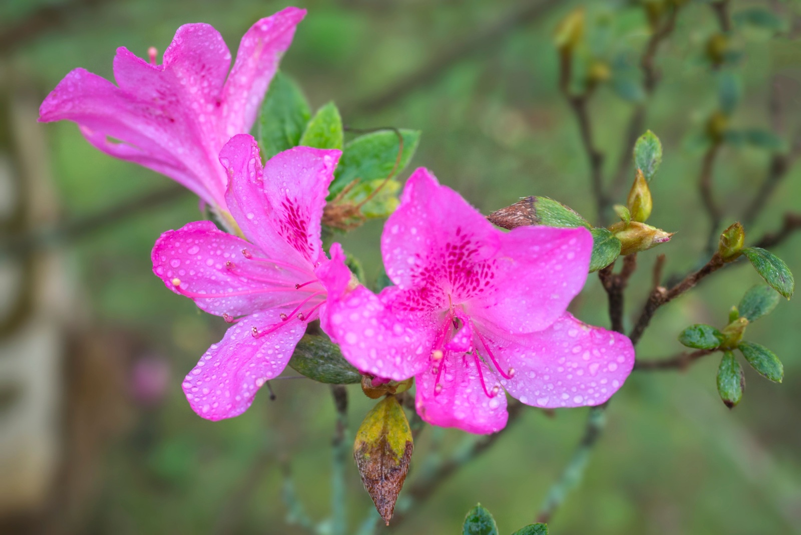 Flowers That May Keep Blooming Even When Others Are Done For The Season in North Carolina