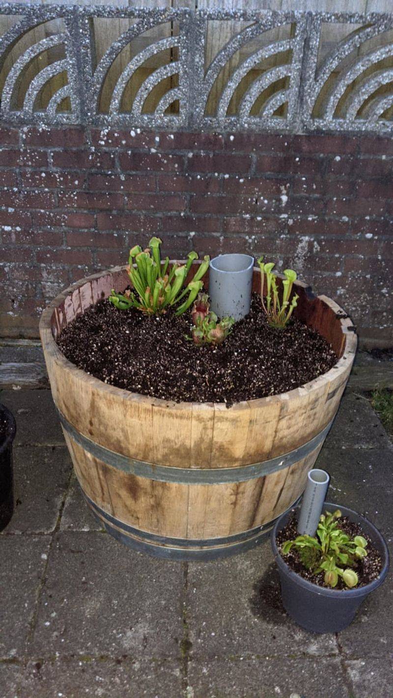 Vintage Wine Barrel Planters