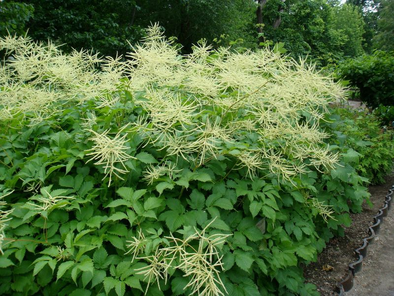 Goat's Beard: Dramatic Astilbe Lookalike For Larger Spaces
