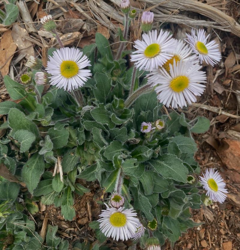 Robin's Plantain