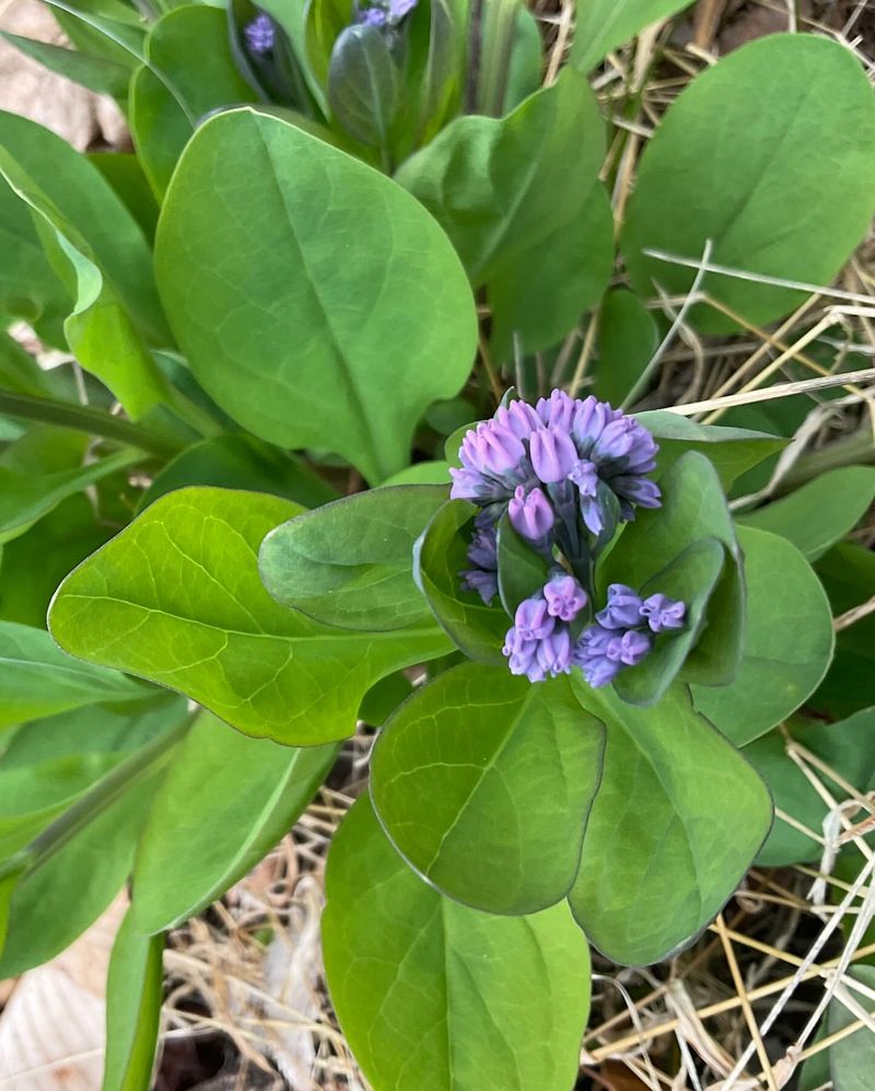 Virginia Bluebells: Spring's Ephemeral Treasure