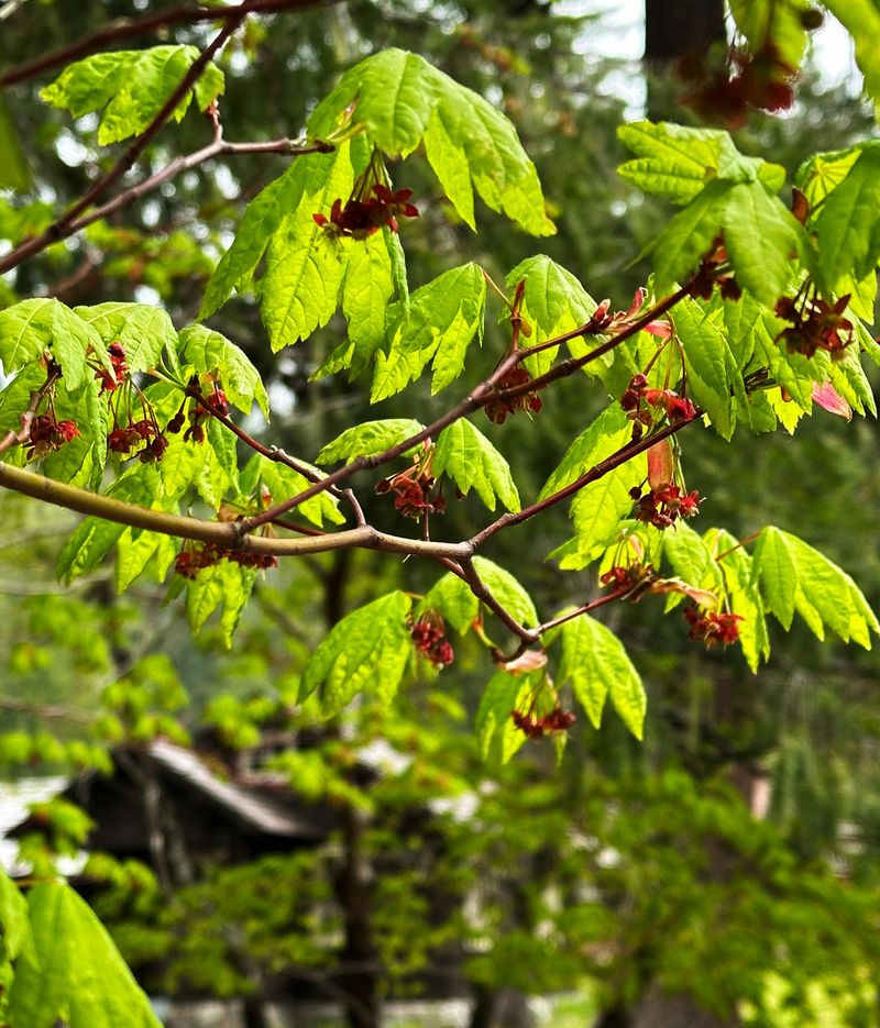 Vine Maple: Understory Drama