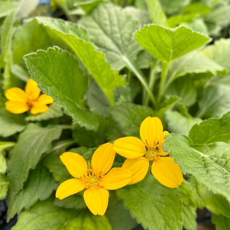 Green-and-Gold (Chrysogonum virginianum)