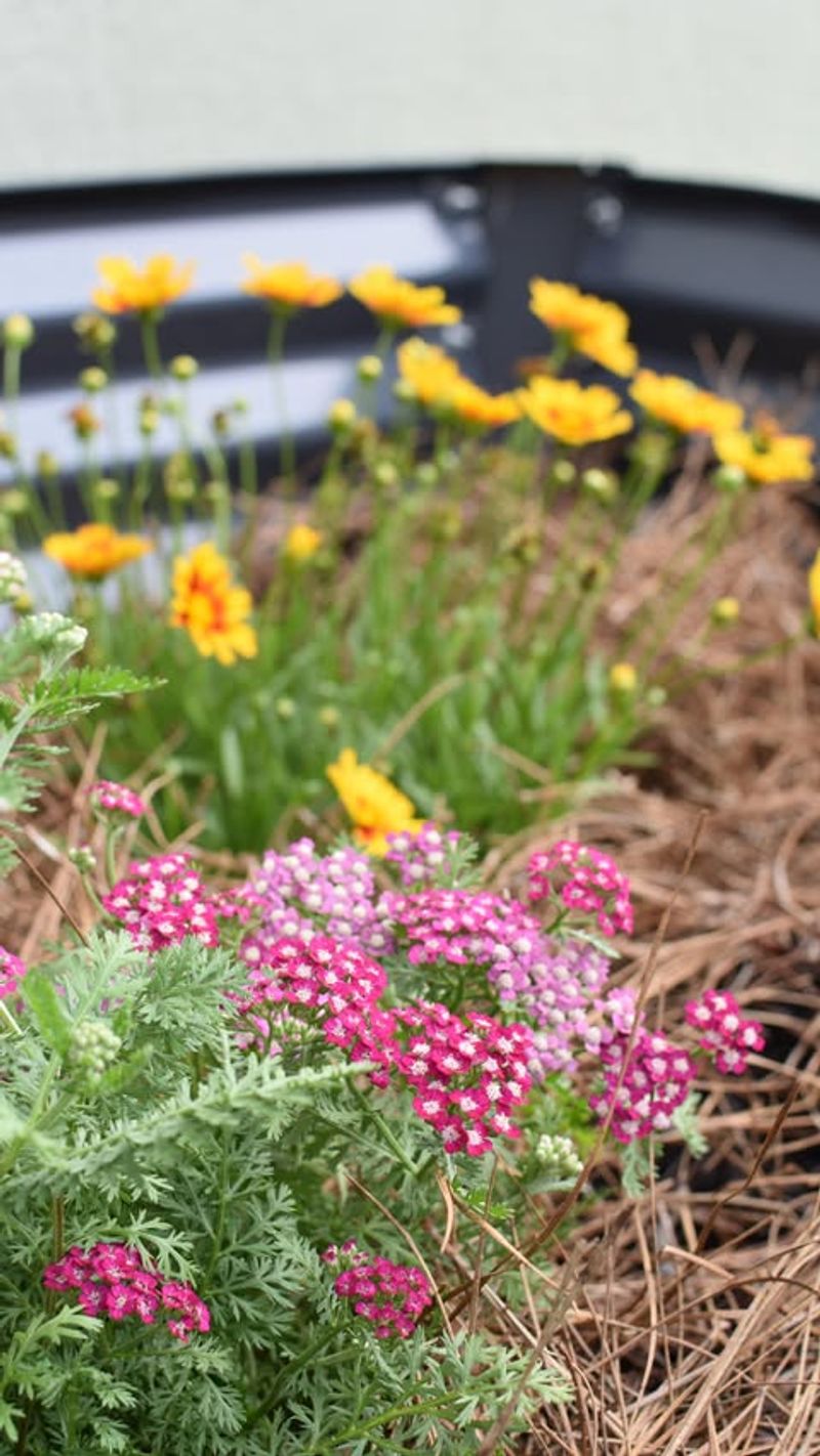 Create A Pollinator Nursery Bed