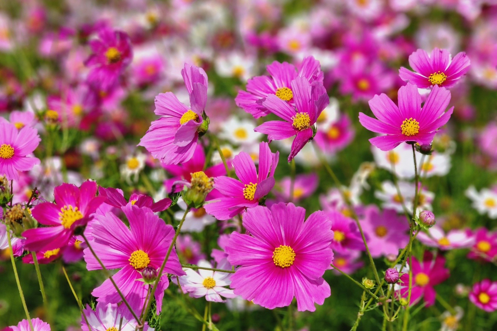Forage Patch Ideas Seattle Gardens Could Grow Within Chaos Zones For Seasonal Bouquets