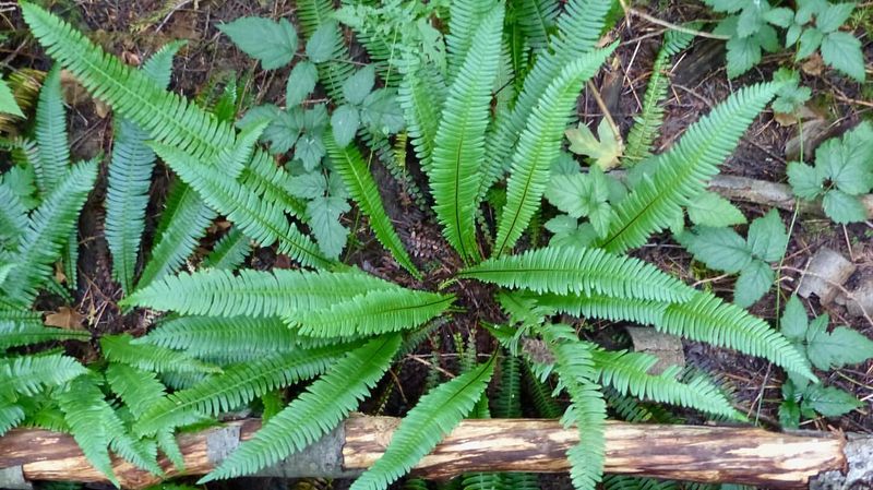 Native Salal And Sword Fern Understory