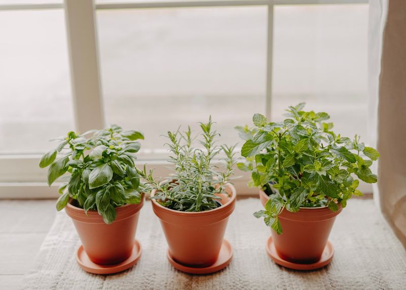 Edible Windowsill Gardens
