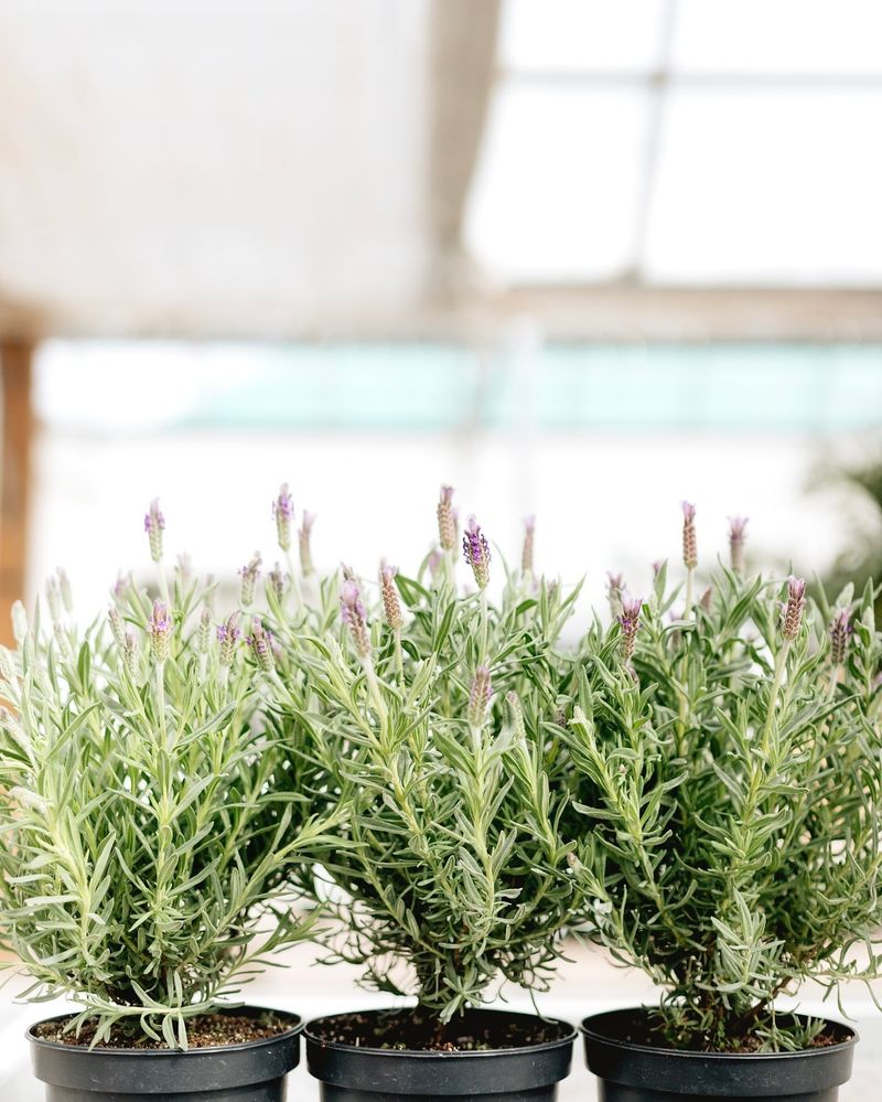 Lavender Plants