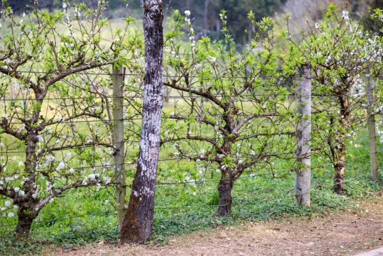 Vertical Fruit Tree Espalier