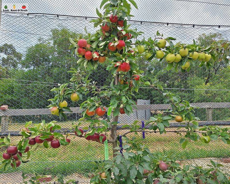 Vertical Fruit Tree Espalier