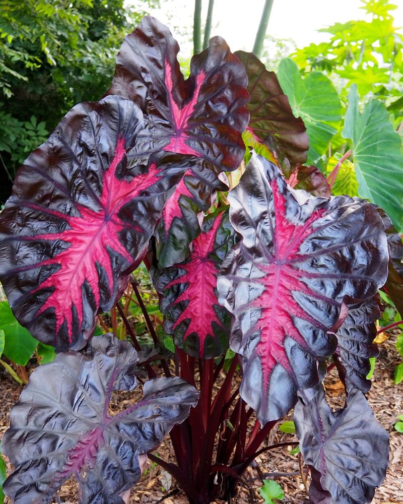 Burgundy Elephant Ears