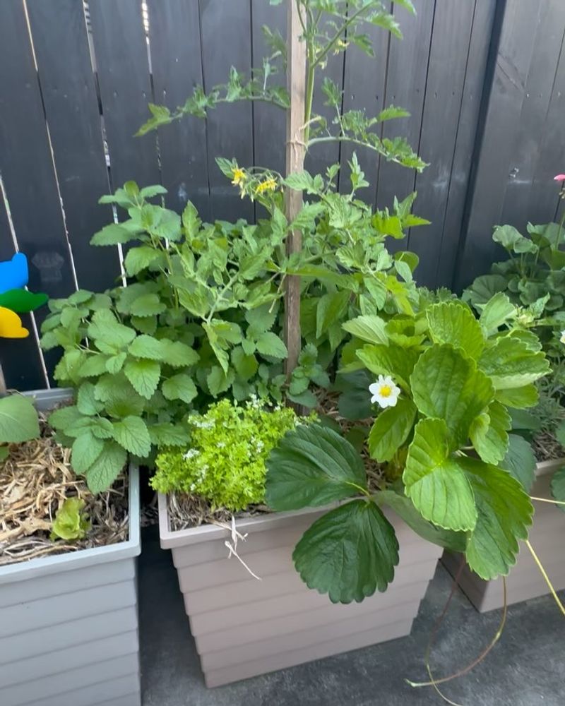 Crowding Plants Together