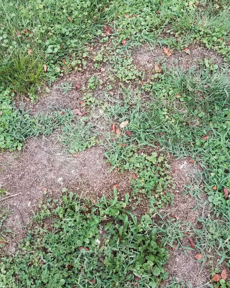 Neglecting Pest Prevention