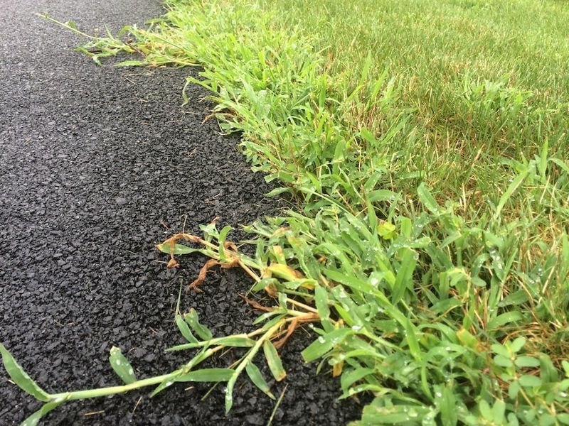 Using The Wrong Grass Varieties