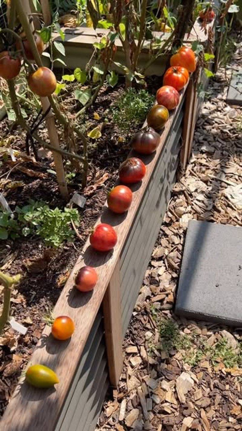Improper Tomato Maintenance