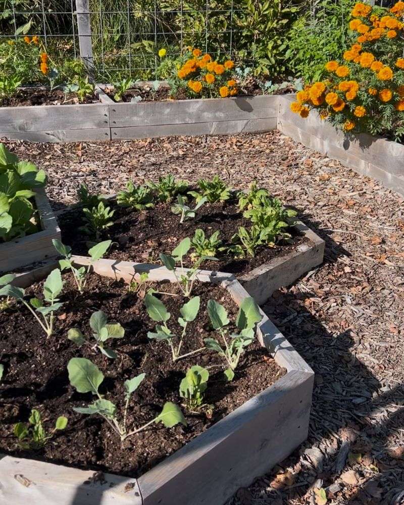 Creating Scattered Plant Islands
