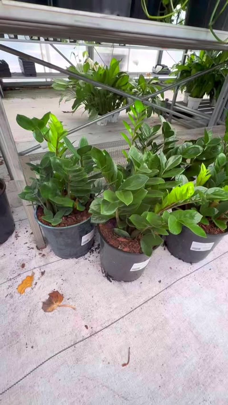 Ignoring Watering Needs
