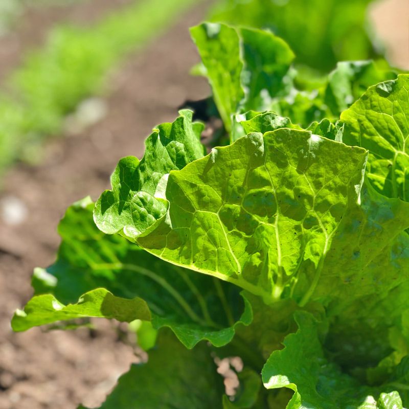 Planting Fall Vegetables Too Late