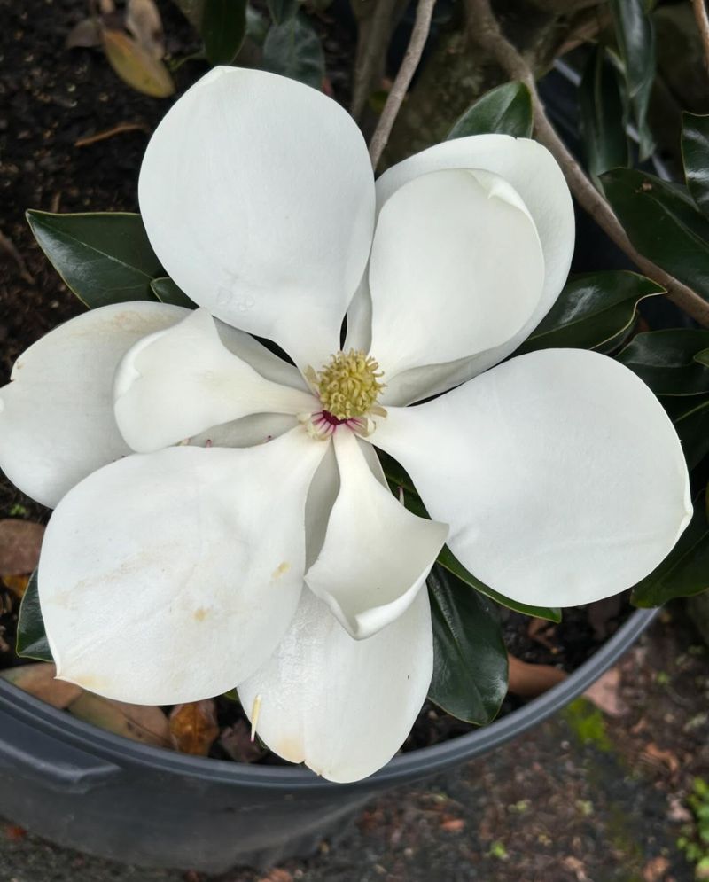 Southern Magnolias Topped At The Wrong Time