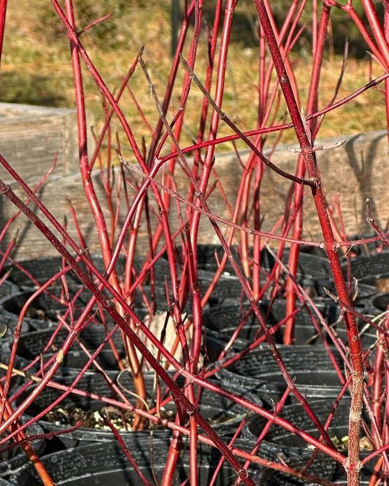 Red-twig Dogwood