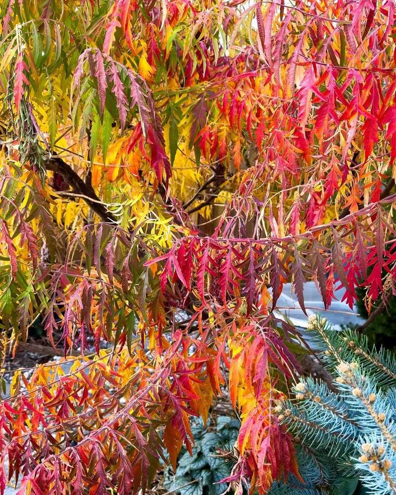 Sumac 'Tiger Eyes'