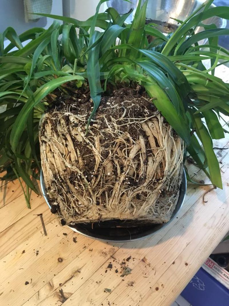 Brown, Slimy Roots When Examined