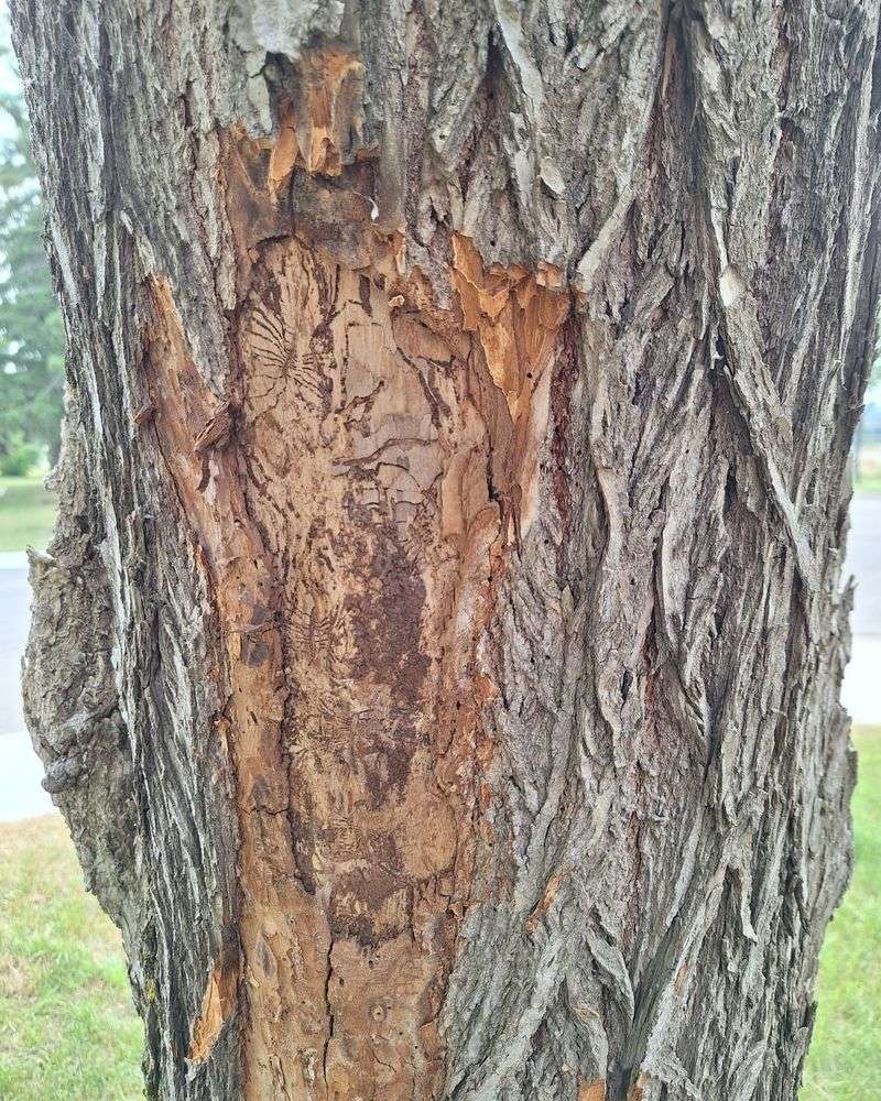 Diseased and Distressed