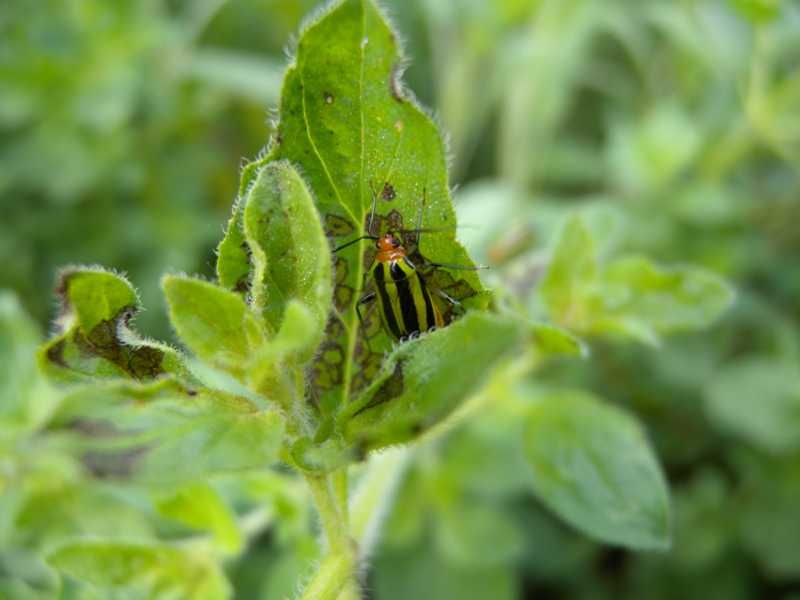 Tarnished Plant Bugs' Sneaky Feeding